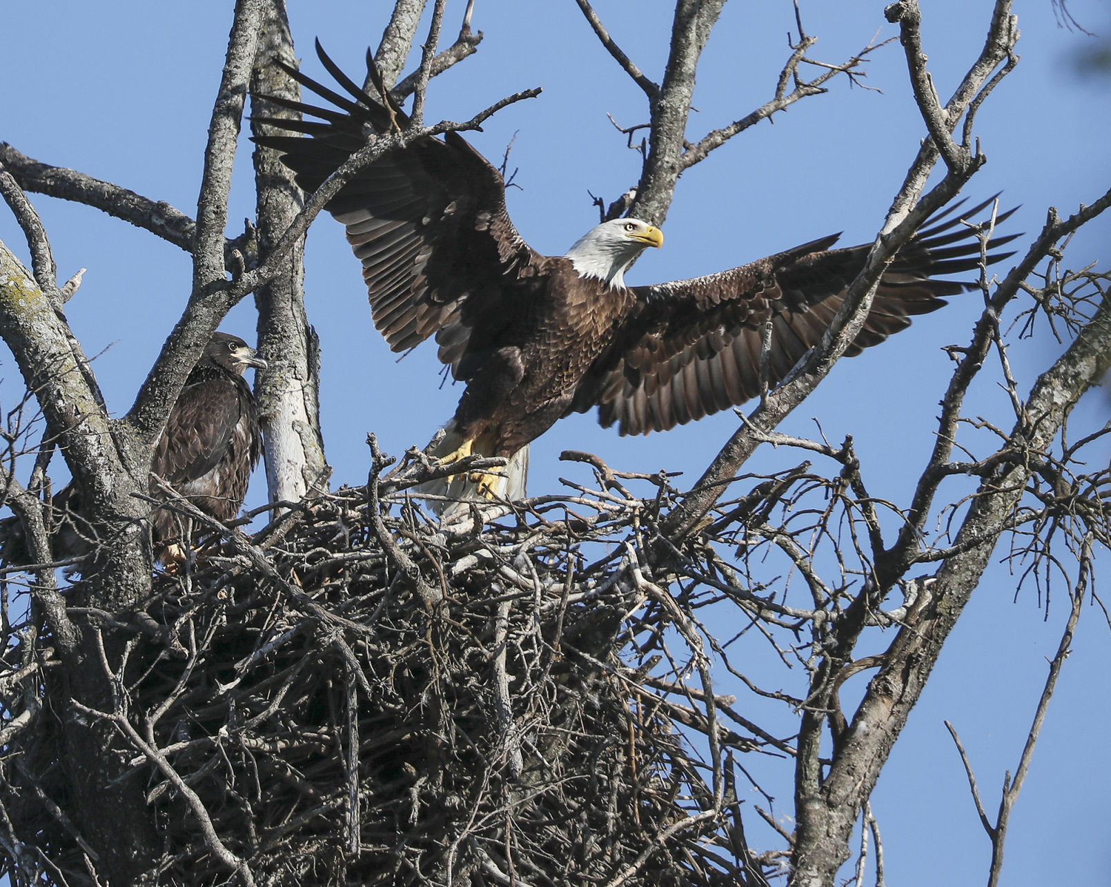 Lake Waco Eagles